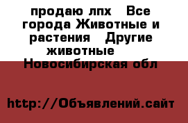 продаю лпх - Все города Животные и растения » Другие животные   . Новосибирская обл.